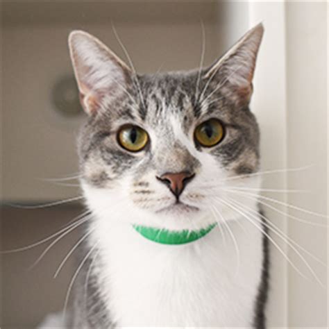 Animal care center of nyc (acc) rescues, cares for, and finds loving homes for homeless and abandoned animals in nyc. Adoption Center Near Me Cats - The O Guide