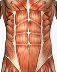 Four distinct pairs of abdominal muscles create the flat anterolateral abdominal wall. Exercises of the Week: 6 Pack Abs, 10 Min, No Back Pain ...
