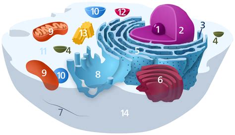 Maintenance of animal cell lines. File:Animal Cell.svg - Wikimedia Commons