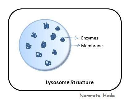 Check spelling or type a new query. LYSOSOME: An organelle in the cytoplasm of eukaryotic ...