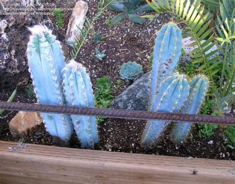 When happy, it produces light yellow flowers in spring or summer. PlantFiles Pictures: Woolly Torch, Cabeza de Viejo, Old ...