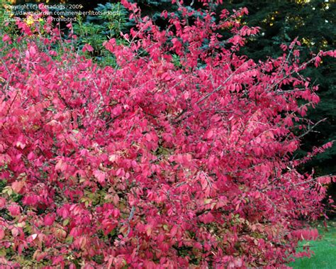 No need to register, buy now! PlantFiles Pictures: Euonymus Species, Burning Bush, Cork ...