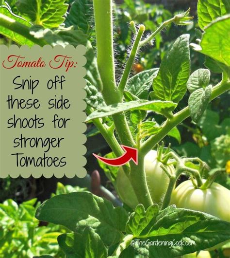 Tomato Tip Be Sure To Snip Off These Side Shoots For Stronger Tomato