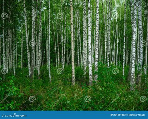 Birch Tree Grove In Summer Green Forest Stock Image Image Of Grove Subtropical 234411863
