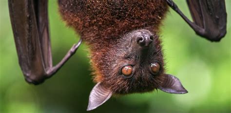 Australian Flying Fox Wingspan