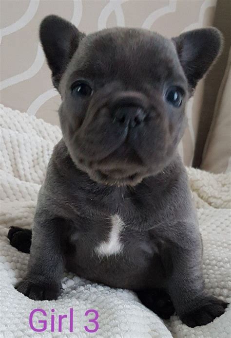 We breed french bulldog puppies in the northern virginia area. Beautiful Blue french bulldog puppies Girls ready now