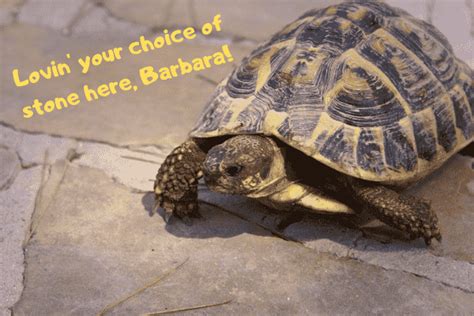 Are you and your pets prepared for disaster? Best Pet Tortoise - Find The Right One For You ...