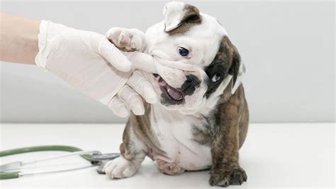 Puppy's first vet visit checklist any veterinary records you received from the breeder or shelter most of what happens during a puppy's first vet visit is quite routine and therefore not very. The Big Day: Puppy's First Vet Visit
