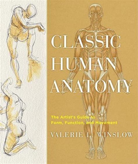Classic Human Anatomy The Artists Guide To Form Function And