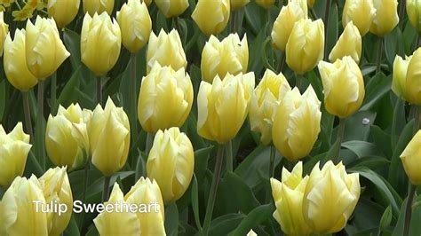 Tulip Sweetheart Tulip Bulbs From Holland Youtube