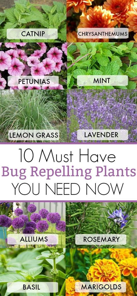 It breaks down the advantages of having the mosquito is the most popular within the list of bugs that are kept away from these plants. 10 Must Have Bug Repelling Plants | Plants that repel bugs ...