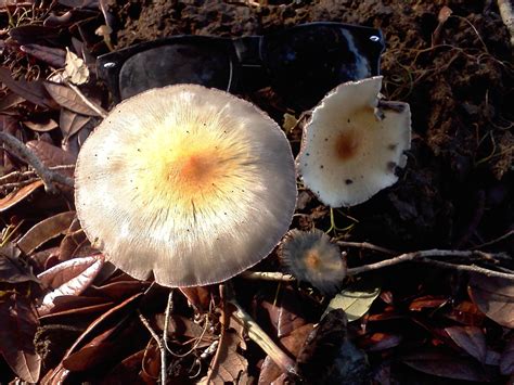 The Official Florida Mushroom Season Thread 2013 Mushroom Hunting And Identification