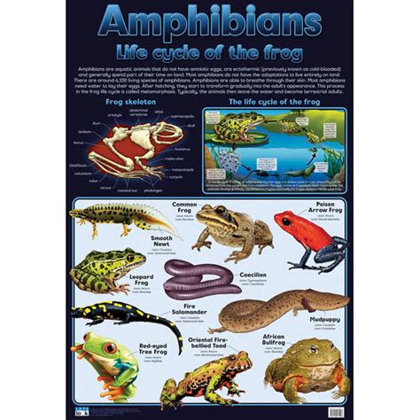 Amphibians Frogs Wall Chart Rapid Online Gambaran