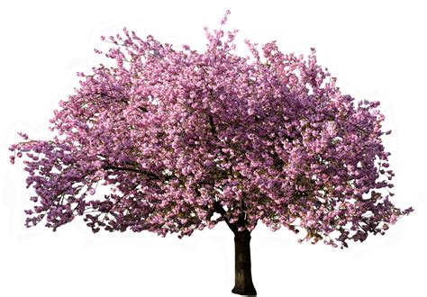 Download Transparent Tree Blossoming In Spring Transparent Background