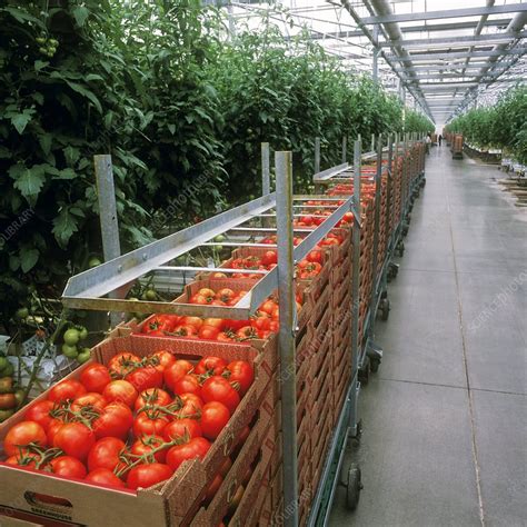 Tomatoes In A Greenhouse Stock Image C0070232 Science Photo Library