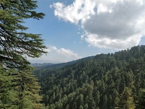 Shimla Reserve Forest Sanctuary Shimla What To Expect Timings