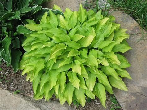 Magical, meaningful items you can't find anywhere else. Hosta Lemon Lime. Gold shade ground cover. Purple, bell ...