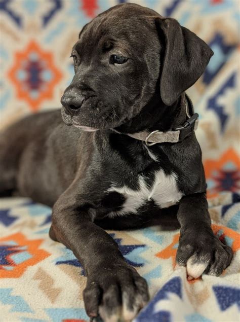 Wildflower is a blue female from our monster jam litter! Adopt Arturo on Petfinder | Dog adoption, Dogs, Help ...