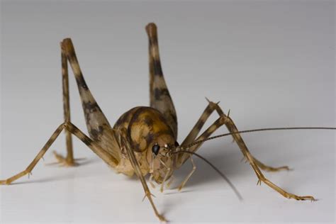 What You Need To Know About Spider Crickets And How To Get Rid Of Them