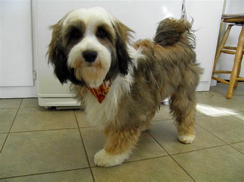 9 3 Months Old Superior Tibetan Terrier Dog Puppy For Sale Or