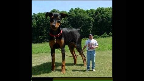 World Biggest Dog Ever Youtube