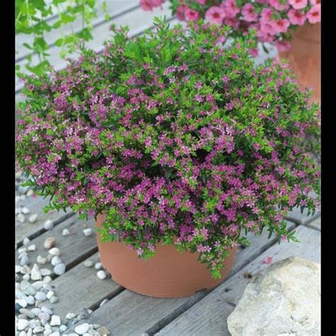 The uk's leading online retailers of garden plants including roses, bulbs, perennial plants, bedding plants, shrubs, trees, climbers and more. Mexican Heather - Cuphea hyssopifolia - Dwarf Evergreen ...