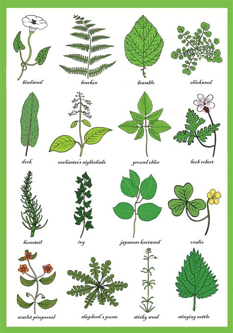Weeds Greetings Card Weed Identification Chart Horticulture Study Of