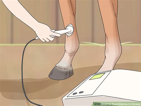 3 Ways To Treat Edema In Horses Wikihow