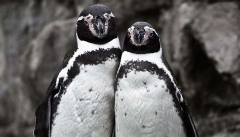 Same Sex Penguin Couple Steps In To Raise Abandoned Chick The Dodo