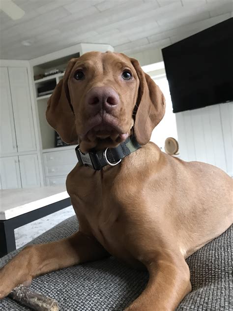 It is the time for many 'firsts' including the first time your baby eats pureed food, responds to their name and even. Meet Rocco my 6 month old vizsla puppy : aww