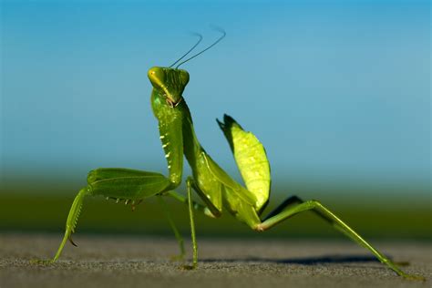 Green Praying Mantis Insect By Zeeshan Mirza Ubicaciondepersonas