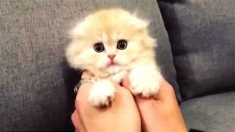 Cute Kittens Cute Kitten Videos Compilation Cuteness Overload