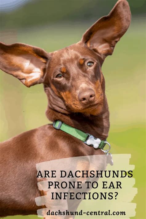 Are Dachshunds Prone To Ear Infections Dachshund Central