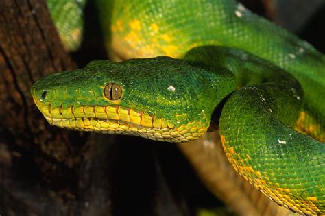Animals Nature Wildlife Snake Reptile Wallpapers Hd