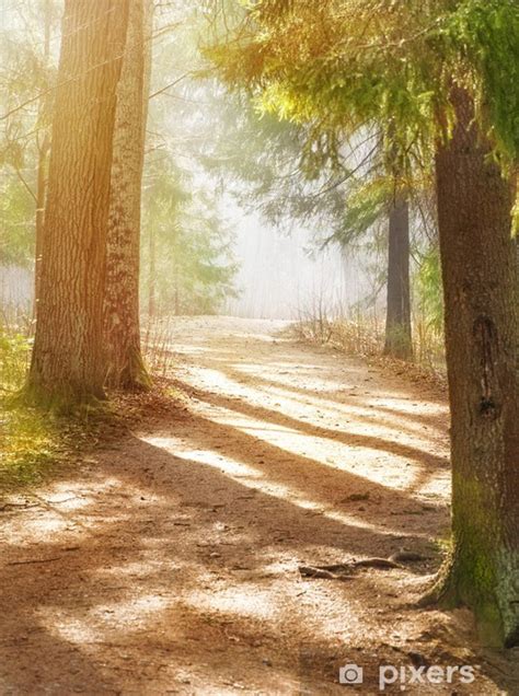 Wall Mural Path In The Foggy Forest With Sunlight Pixersus