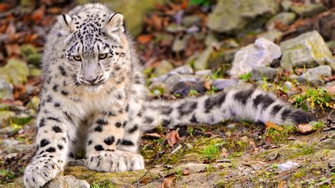 Nature Landscape Animals Snow Leopards Wallpapers Hd Desktop And