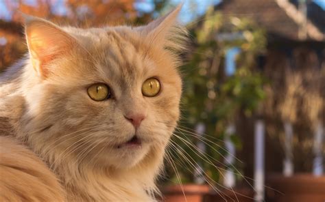 Download Wallpapers 4k Persian Cat Close Up Ginger Cat Yellow Eyes