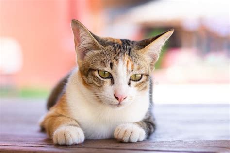 Sad Cat Stock Photo Image Of Beautiful Happy Breed 129850014