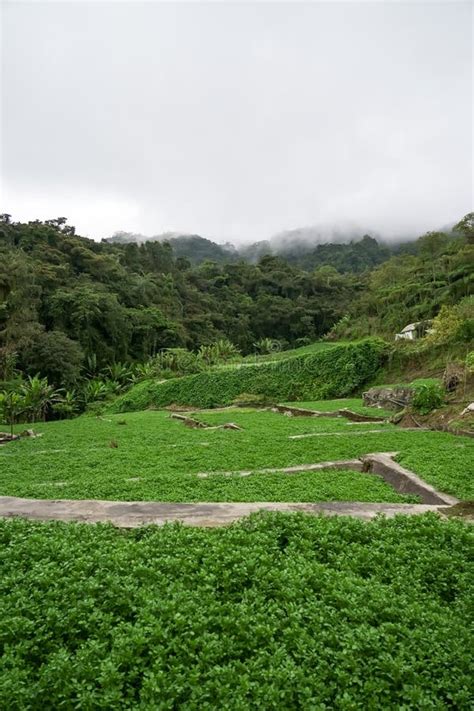 Landscape Of Watercress Plantation Terraced Vegetable Fields Farming