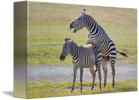 Two Zebras Mating By Panoramic Images