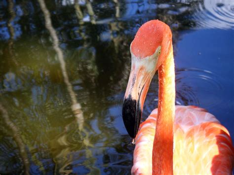 Pink Flamingo At Flamingo Gardens In South Florida Smithsonian Photo