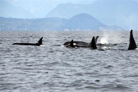 Pod Of 6 Resident Orcas Of The Coast Near Sechelt Bc Stock Image