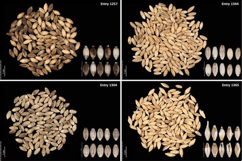 Morphotype Of Different Naked Barley Accessions After Threshing A Download Scientific Diagram
