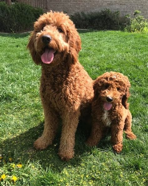In this case, the sire is an english golden retriever named murphy while the dam or the mother is a poodle named georgette. The gallery for --> Goldendoodle Teddy Bear Cut