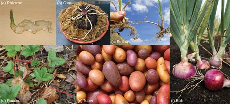When the stems are thin and long, they are unable to stand erect. Plant Stem Growth | Biology II