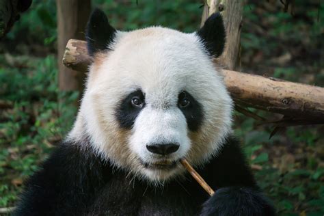 7 Interesting Facts About Pandas Portable Press