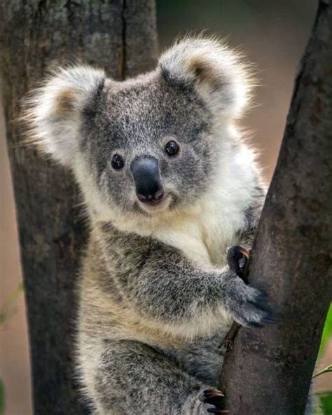 Super Cute Koala Gallery Cute Animals Cute Koala Bear Cute Animals