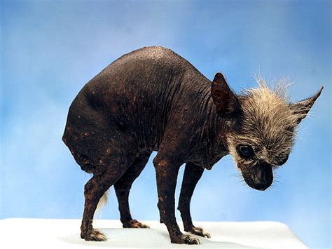 Most Famous Dogs Worlds Ugliest Dogs
