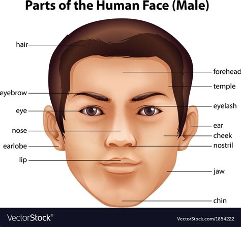 Human Face Royalty Free Vector Image Vectorstock
