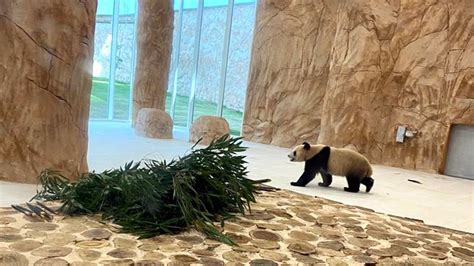 Ahead Of The 2022 World Cup Two Chinese Giant Pandas Arrived In Qatar